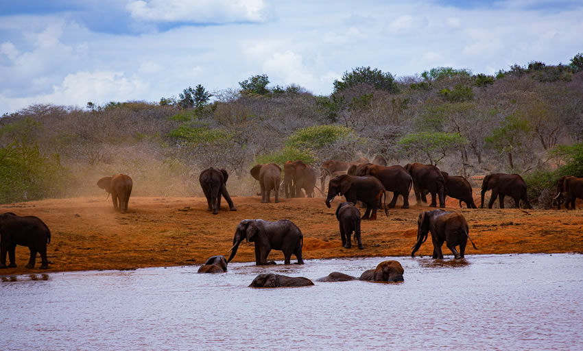 4 Days East Salt Lick Safari
