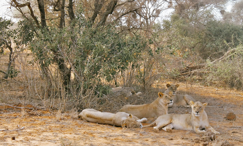 2 Days East Salt Lick Safari
