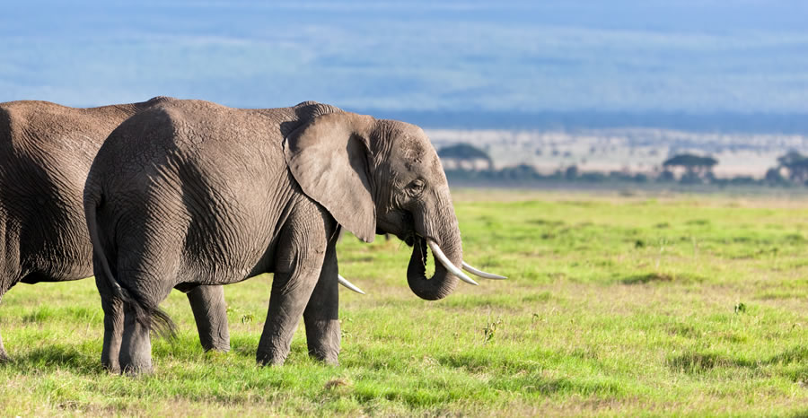 4 Days Tsavo West-Amboseli-Tsavo East
