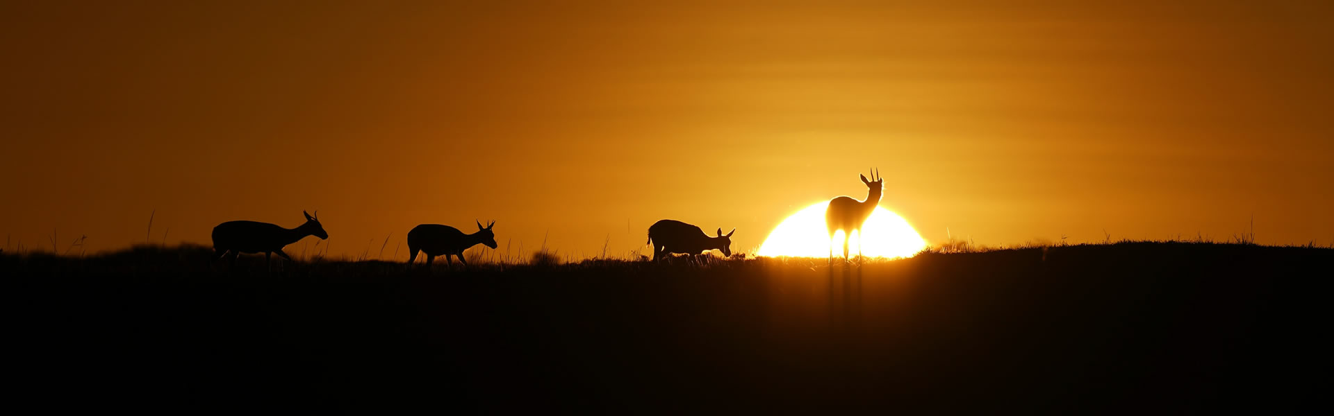 5 Days Masai Mara/ Lake Nakuru Lodge Safari