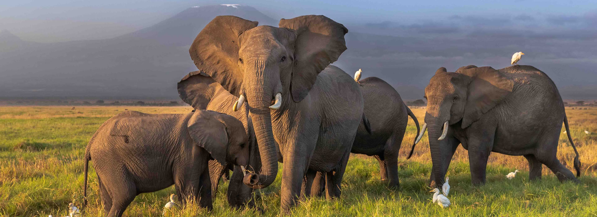 3 Days Jumbo Safari