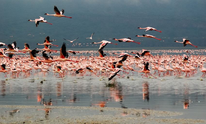 8 Days Tsavo East-Nairobi-Maasai Mara-Lake Nakuru-Tsavo East