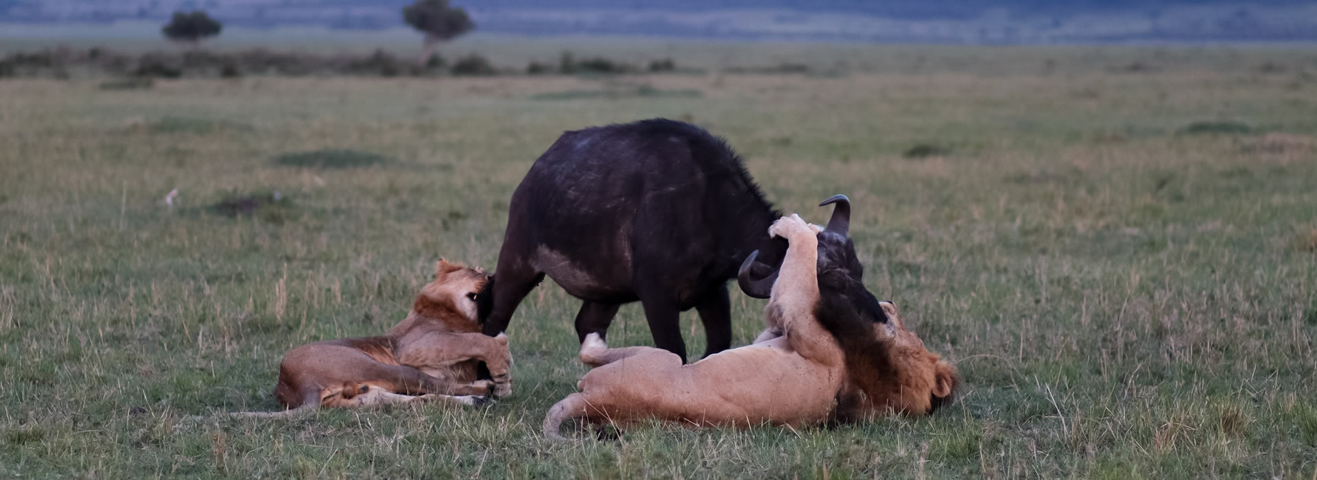 6 Days Kenya and Tanzania combined safari