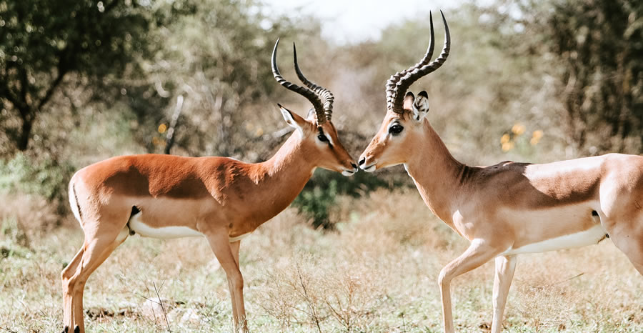 Kenya Tanzania Combined Safaris