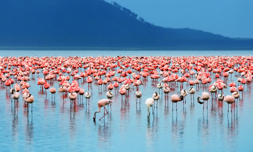 4 Days Masai Mara / Lake Nakuru Lodge Safari