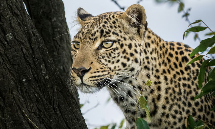 6 Days Amboseli, lake Nakuru and Masai Mara