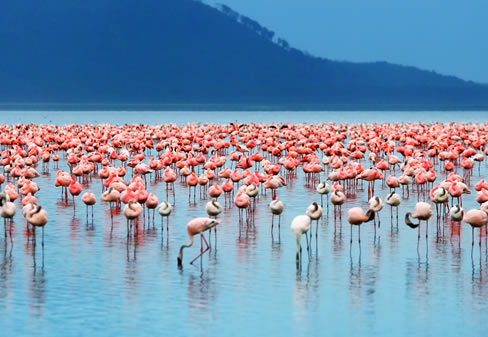 6 Days Amboseli, lake Nakuru and Masai Mara
