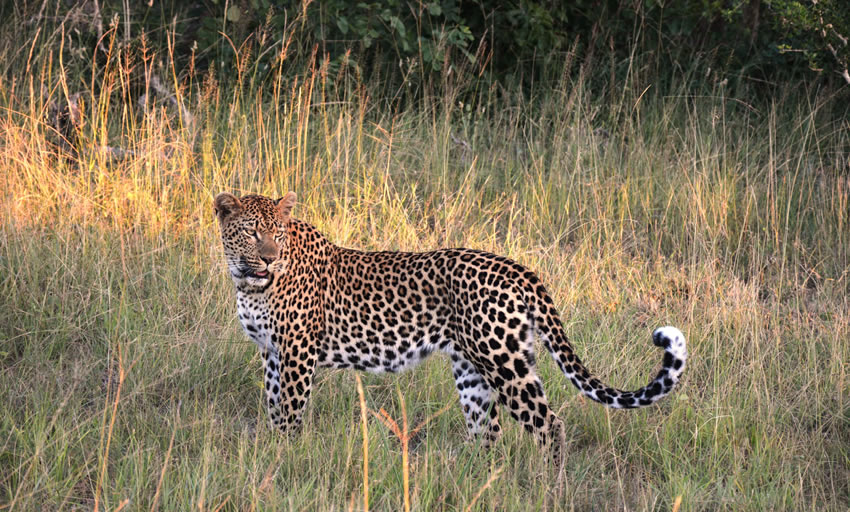 9 Days Masai Mara L. Victoria Serengeti Ngorongoro Tarangire