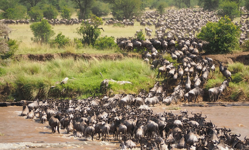 8 Days Amboseli Aberdare Nakuru Mara Safari