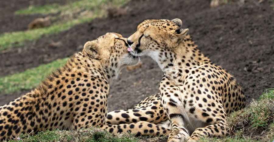 7 Days Samburu - Aberdares - Nakuru - Masai Mara Safari