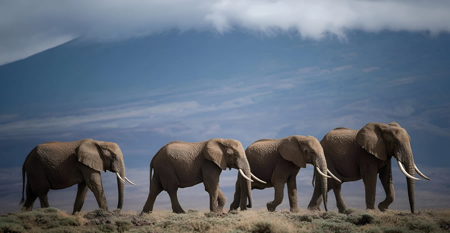 3 Days Amboseli Safari