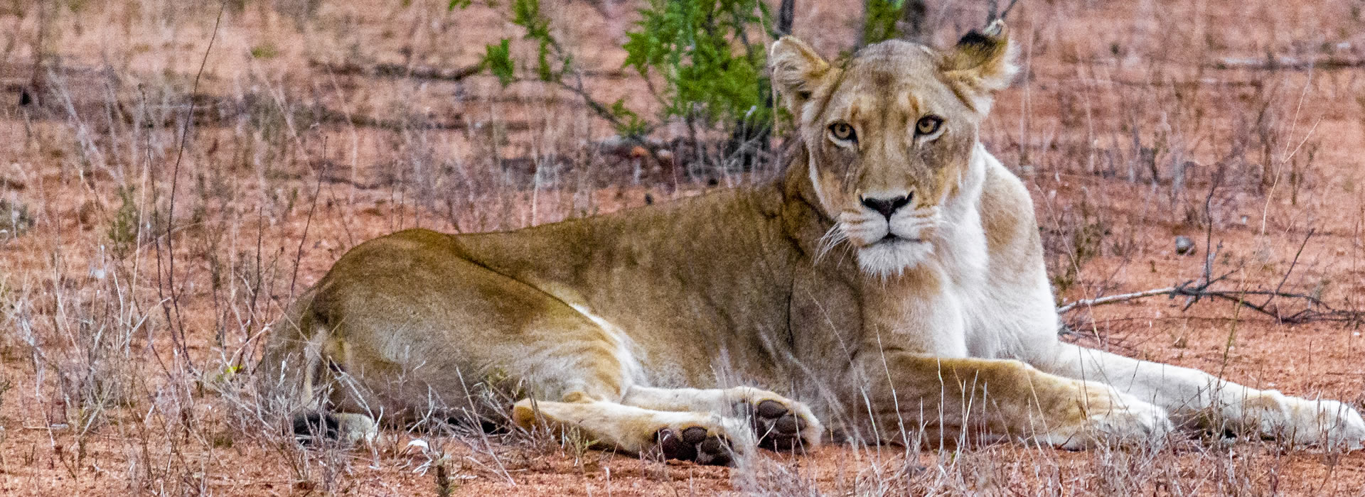 6 Days Masai Mara Nakuru Samburu Lodge Safari