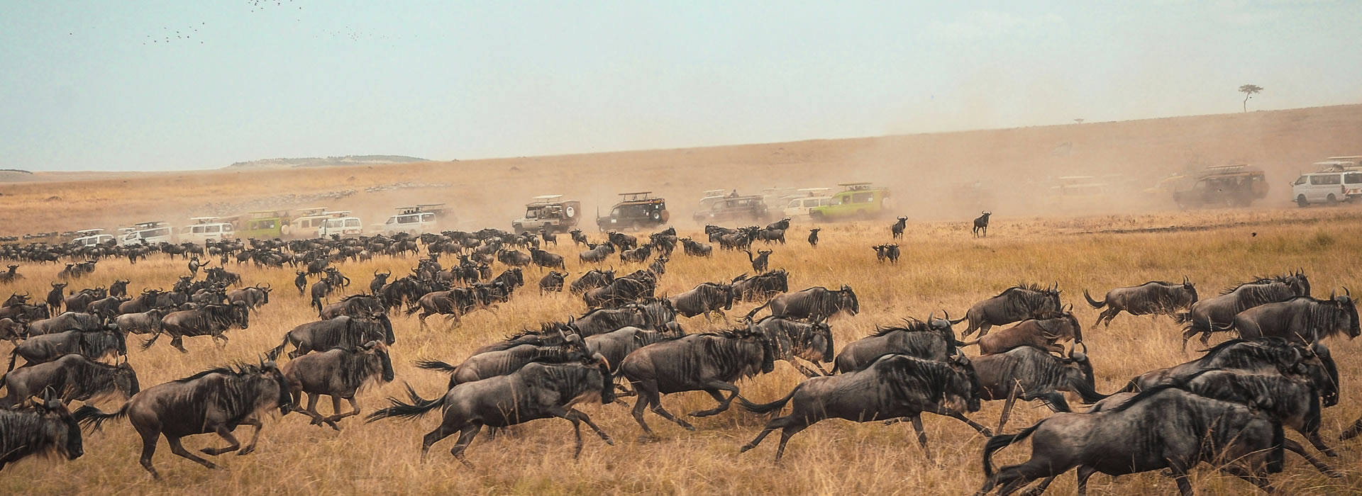 7 Days Masai Mara Nakuru Amboseli Lodge safari
