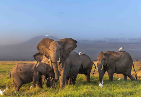 7 Days Masai Mara/ Nakuru/ Amboseli Safari