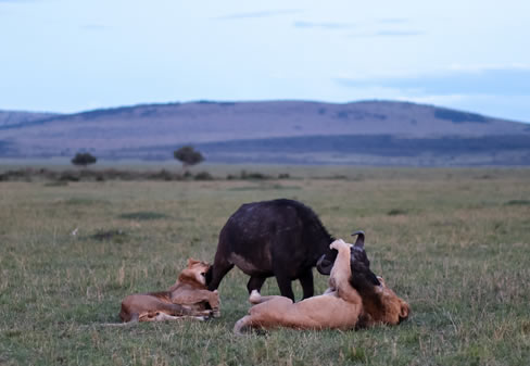 6 Days Amboseli – Tsavo West and Tsavo East Kenya Safari