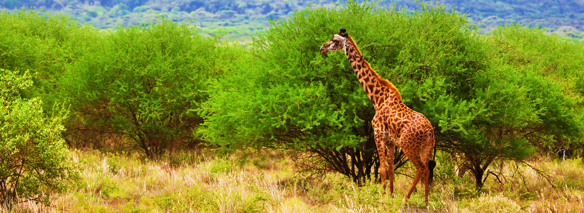 3 Days Samburu Safari