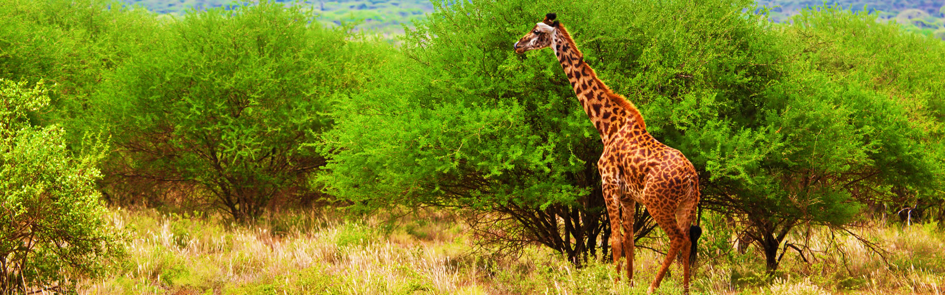 4 Days Aberdare & Samburu Safari