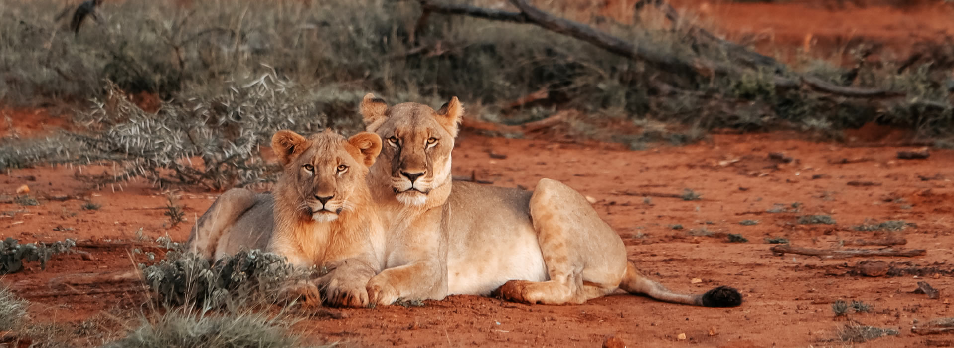 Safari Holidays