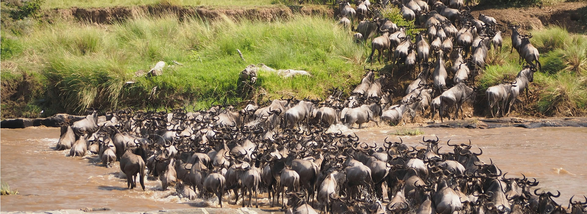 4 Days Masai Mara Lodge Safari