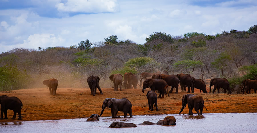 2 Days Tsavo Safari