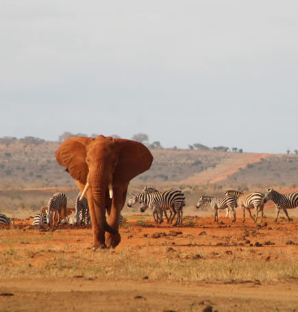 3 Days Tsavo West Safari
