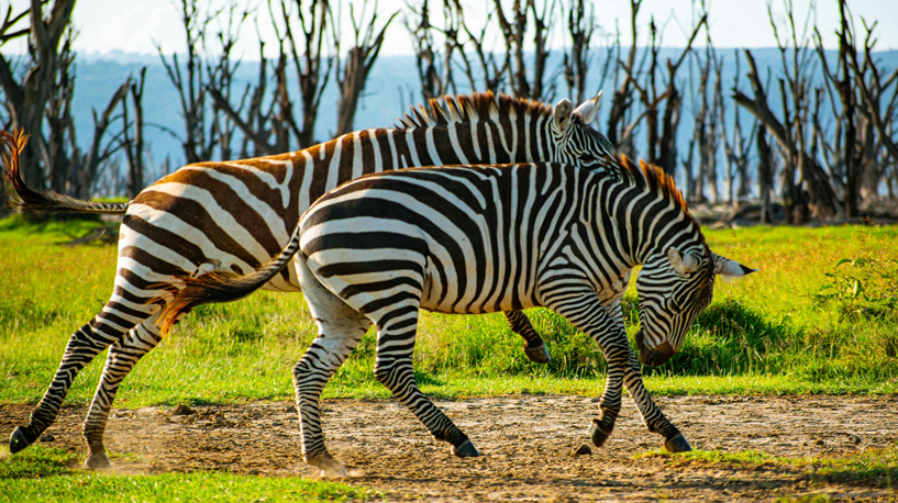 8 Days Mara - Nakuru - Bogoria - Samburu - Safari
