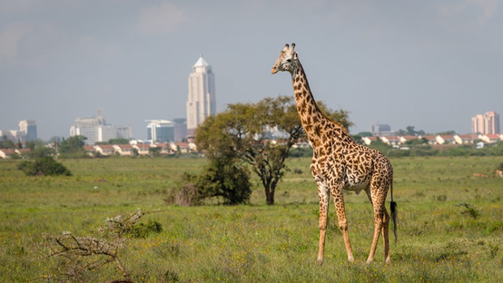 Nairobi Safaris