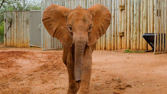 8 Days Wildbeest Safari