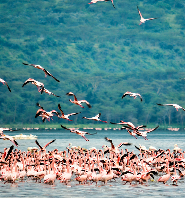 6 Days Amboseli, lake Nakuru and Masai Mara_2